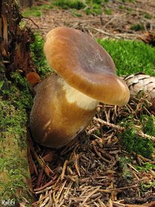 Klikni pro velký obrázek