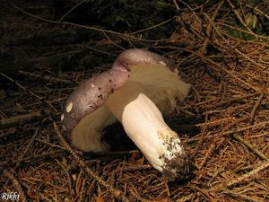 Klikni pro velký obrázek