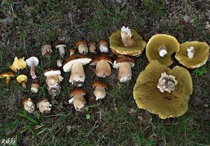 Klikni pro velký obrázek