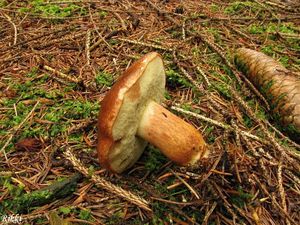 Klikni pro velký obrázek