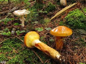 Klikni pro velký obrázek