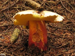 Klikni pro velký obrázek