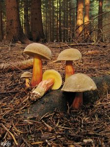 Klikni pro velký obrázek