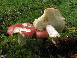 Klikni pro velký obrázek