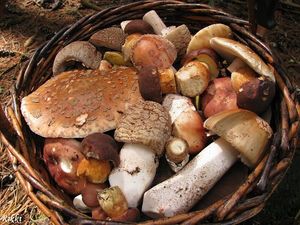 Klikni pro velký obrázek