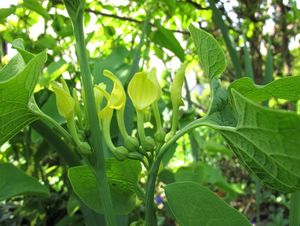 Podražec křovištní (Aristolochia clematitis)