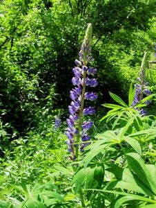 Lupina mnoholistá (Lupinus polyphyllus)