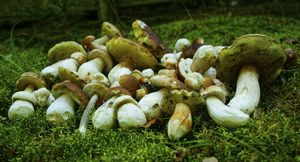 Klikni pro velký obrázek