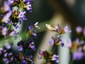 Šalvěj lékařská (Salvia officinalis)