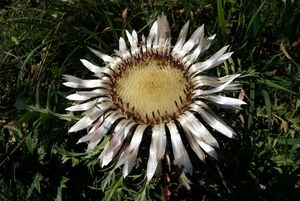 Pupava bezlodyžná (Carlina acaulis L.)