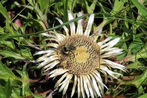 Pupava bezlodyžná (Carlina acaulis L.)