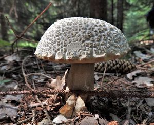 Klikni pro velký obrázek