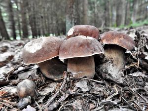 Klikni pro velký obrázek