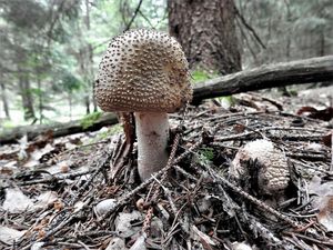 Klikni pro velký obrázek