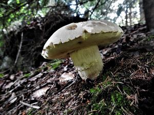 Klikni pro velký obrázek