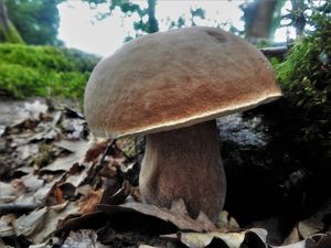 Klikni pro velký obrázek