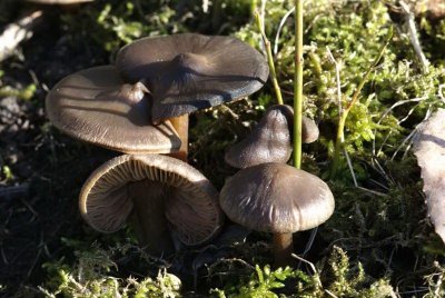 Závojenka jarní (Entoloma vernum)