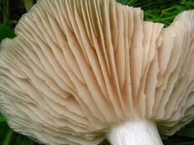 Závojenka podtrnka (Entoloma clypeatum)