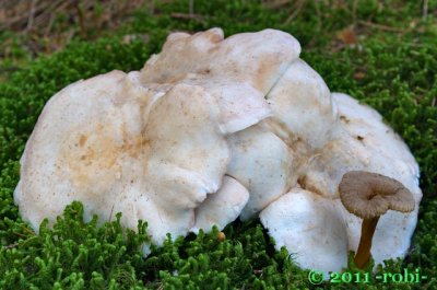 Krásnoporka mlynářka (Albatrellus ovinus) + Liška nálevkovitá (Cantharellus tubaeformis)