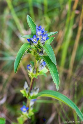 hořec křížatý (gentiana cruciata)