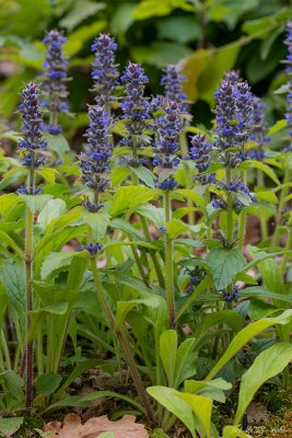 zběhovec lesní (Ajuga genevensis)