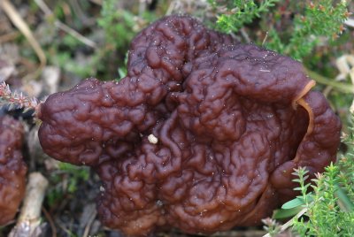 Ucháč obecný (Gyromitra esculenta)