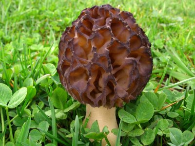 Smrž obecný (Morchella esculenta)